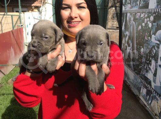 Canecorso Yavrularım