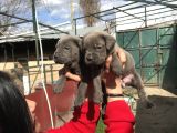 Canecorso Yavrularım