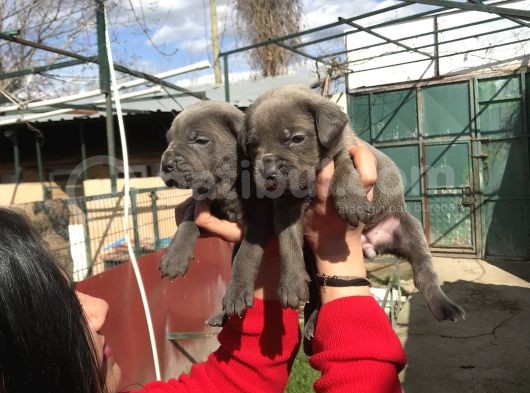 Canecorso Yavrularım görsel