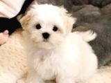 Maltesse Terrier Cinsleri Güzel Yavrular 