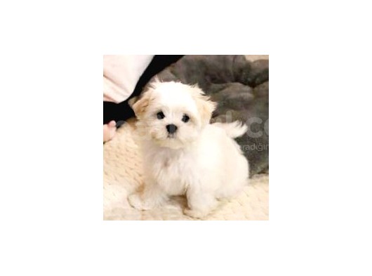 Maltesse Terrier Cinsleri Güzel Yavrular 