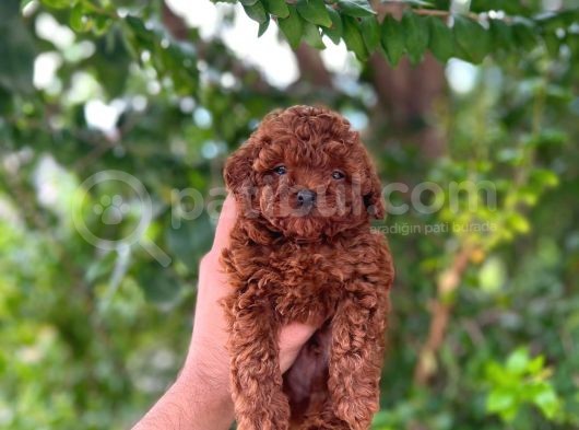 Teacup Üst Düzey Dark Red Bebekler görsel