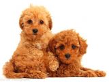 TOOY POODLE YAVRUMUZ 0 TEACUP 
