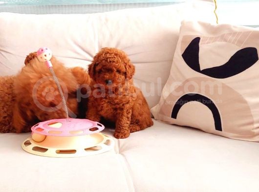 Tooy Poodle Yavrumuz 0 Teacup 