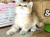 A Kalite Bri̇ti̇sh Shorthai̇r Golden  Yavrular