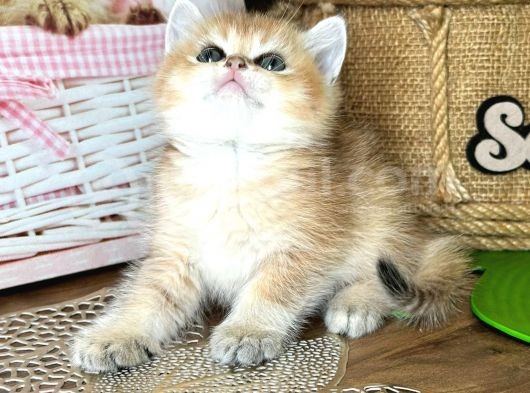 A Kalite Bri̇ti̇sh Shorthai̇r Golden  Yavrular görsel