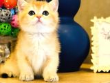 A Kalite Bri̇ti̇sh Shorthai̇r Golden  Yavrular