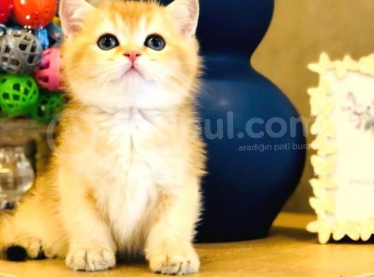 A Kalite Bri̇ti̇sh Shorthai̇r Golden  Yavrular görsel