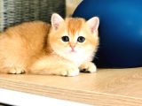 A kalite BRİTİSH SHORTHAİR GOLDEN  yavrular
