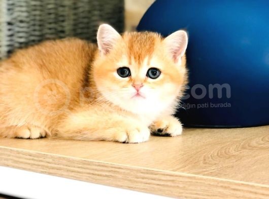 A Kalite Bri̇ti̇sh Shorthai̇r Golden  Yavrular