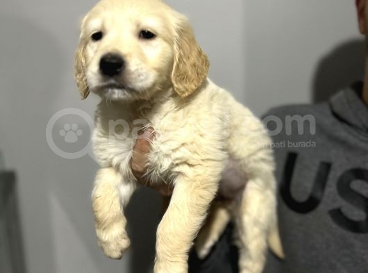 Üst Kalite Golden Bebegimiz