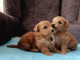 Sağlıklı Maltipoo Yavrularımız
