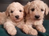 Sağlıklı Maltipoo Yavrularımız