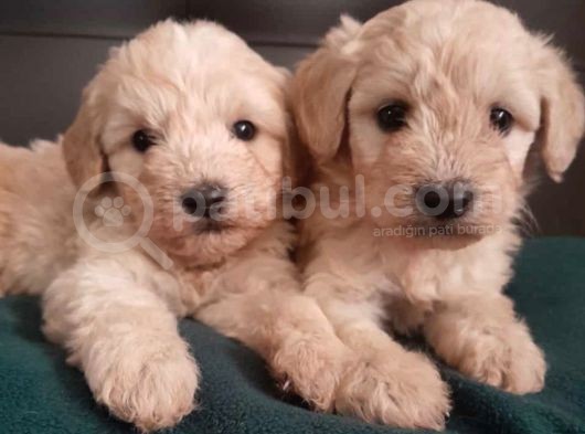 Sağlıklı Maltipoo Yavrularımız görsel