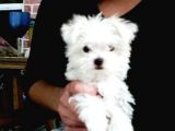 Maltesse Terrier Cinsleri Güzel Yavrular 
