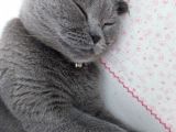 Scottish Fold cinsi kızıma eş arıyorum