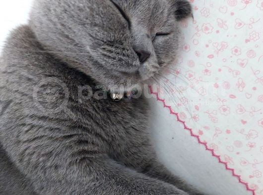 Scottish Fold Cinsi Kızıma Eş Arıyorum