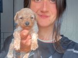 Toy Poodle Yavruları