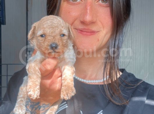 Toy Poodle Yavruları