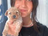 Toy Poodle Yavruları