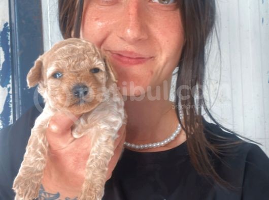 Toy Poodle Yavruları görsel