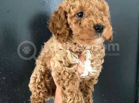 Teslime Hazır 1 Aşısı Kalan Poodle Bebeğim görsel