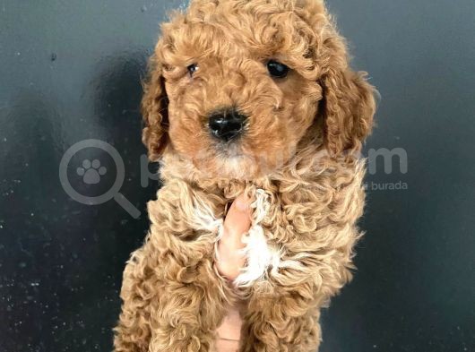 Teslime Hazır 1 Aşısı Kalan Poodle Bebeğim görsel
