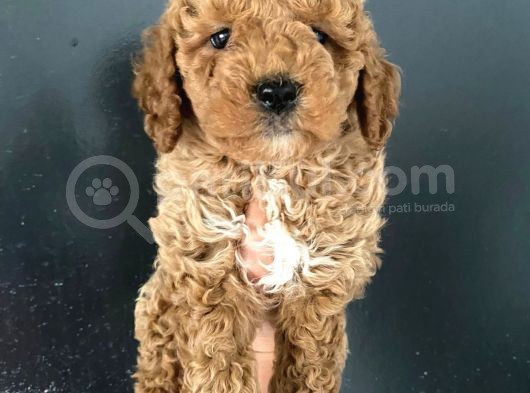 Teslime Hazır 1 Aşısı Kalan Poodle Bebeğim