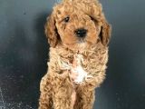 Teslime Hazır 1 Aşısı Kalan Poodle Bebeğim