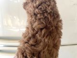 Evde Bakılan  Poodle Yavrum