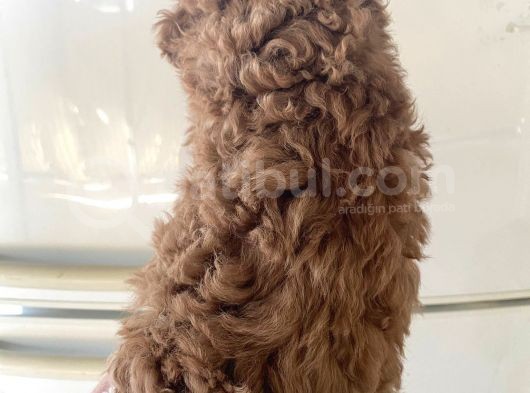Evde Bakılan  Poodle Yavrum görsel
