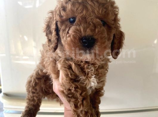 Evde Bakılan  Poodle Yavrum görsel