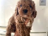Evde Bakılan  Poodle Yavrum