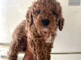 Evde Bakılan  Poodle Yavrum