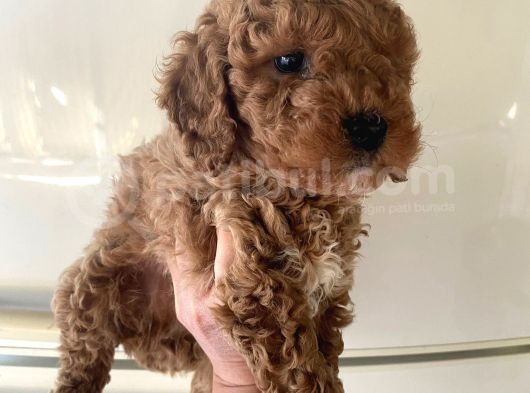 Evde Bakılan  Poodle Yavrum görsel