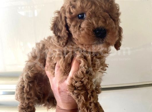 Evde Bakılan  Poodle Yavrum görsel
