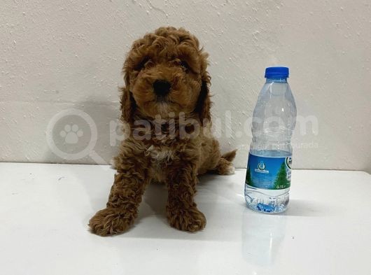 Ev Doğumlu Son Kalan Poodle Bebeğim görsel