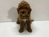 Ev Doğumlu Son Kalan Poodle Bebeğim