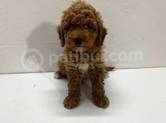 Ev Doğumlu Son Kalan Poodle Bebeğim görsel
