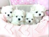 teacup maltese terrier bebekler