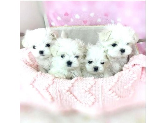 Teacup Maltese Terrier Bebekler