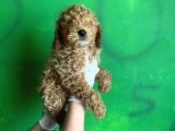 Uygun Puanlı Poodle Bebek