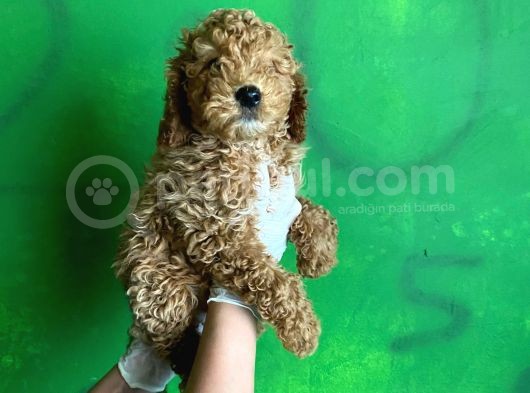 Uygun Puanlı Poodle Bebek görsel