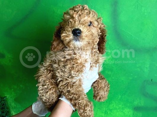 Uygun Puanlı Poodle Bebek görsel