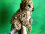 Uygun Puanlı Poodle Bebek