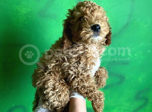 Uygun Puanlı Poodle Bebek görsel