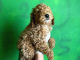 Uygun Puanlı Poodle Bebek