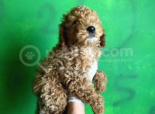Uygun Puanlı Poodle Bebek görsel