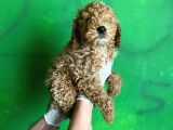 Uygun Puanlı Poodle Bebek