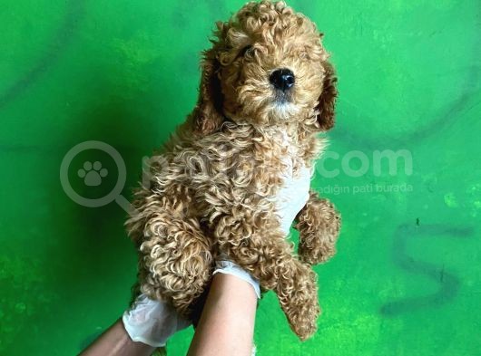 Uygun Puanlı Poodle Bebek